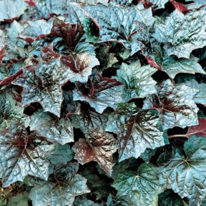 Heuchera Americana 'Palace Purple' Coral Bells