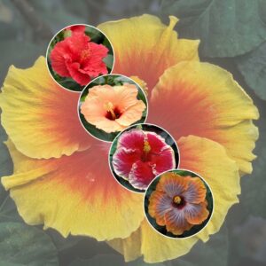Hibiscus 'Multiple Varieties' Assorted Tropical Hibiscus