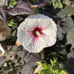 Hibiscus 'Dark Mystery' Rose Mallow