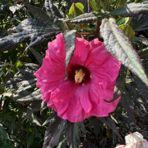 Hibiscus 'Inner Glow' Rose Mallow