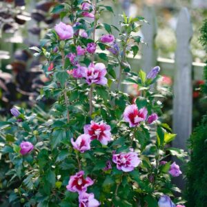 Hibiscus Syriacus 'Purple Pillar®' Rose of Sharon