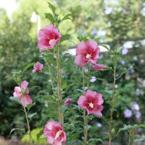 Hibiscus Syriacus Red Pillar® Rose of Sharon