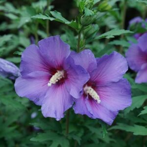 Hibiscus Syriacus Rose of Sharon