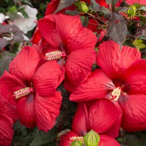 Hibiscus Moscheutos (Rose-Mallow) Head Over Heels® 'Desire'