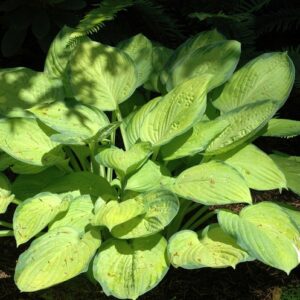 Hosta 'Gold Standard' Hosta, Plantain Lily