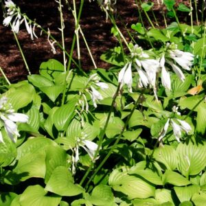 Hosta 'Royal Standard' Hosta, Plantain Lily