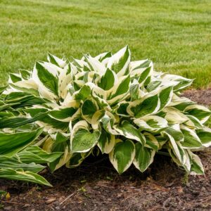 Hosta (Plantain Lily) 'Patriot'