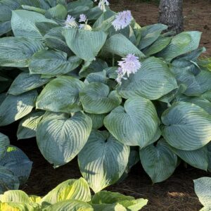 Hosta (Plantain Lily, Hosta) Shadowland® 'Empress Wu'
