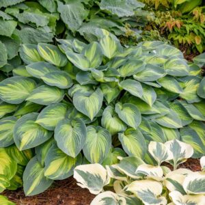 Hosta 'June' Hosta, Plantain Lily