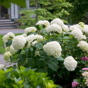 Hydrangea Arborescens Incrediball® Smooth Hydrangea