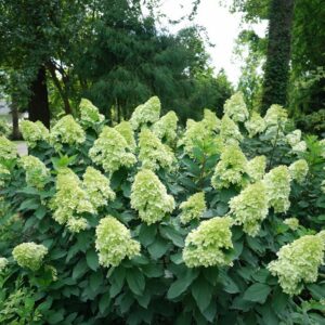 Hydrangea Paniculata 'Limelight Prime®'