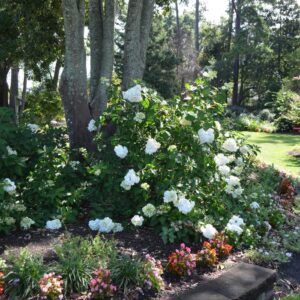 Hydrangea Paniculata Vanilla Strawberry™