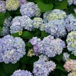 Hydrangea Macrophylla 'The Original' Bigleaf Hydrangea
