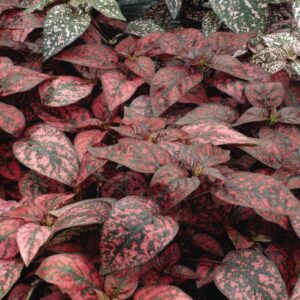 Hypoestes Phyllostachya (Polka Dot Plant) Splash 'MIX'