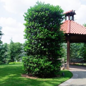 Ilex 'Nellie R. Stevens' Holly