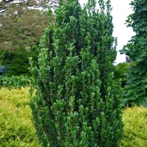Ilex Crenata 'Sky Pencil' Japanese Holly