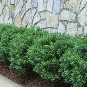 Ilex Crenata 'Soft Touch' Compact Japanese Holly