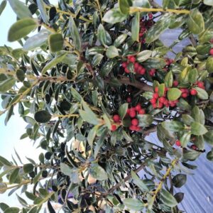 Ilex Burford Holly