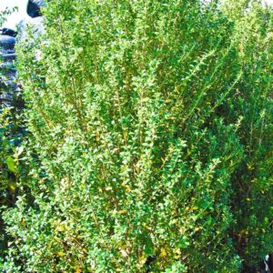 Ilex Crenata 'Steeds' Japanese Holly
