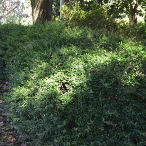 Ilex Vomitoria 'Nana' Dwarf Yaupon Holly