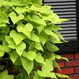 Ipomoea Batatas Desana® Lime Sweet Potato Vine