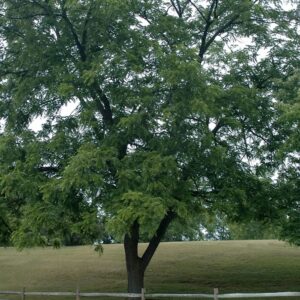 Juglans Nigra Eastern Black Walnut