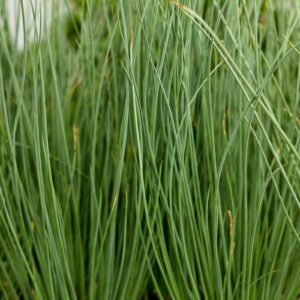 Juncus Inflexus (Soft Rush) Graceful Grasses® 'Blue Mohawk'
