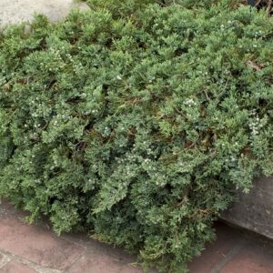 Juniperus Horizontalis 'Wiltonii' Blue Rug Juniper