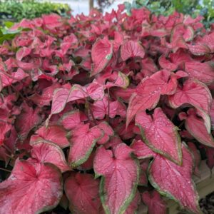 Kaladium Fairytale Princess Caladium