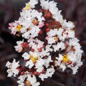 Lagerstroemia 'Moonlight Magic™' Crapemyrtle