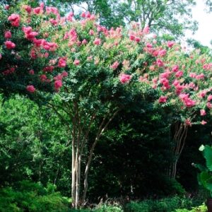 Lagerstroemia Indica X Fauriei 'Tuscarora' Crapemyrtle
