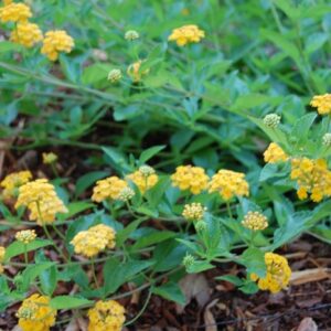 Lantana Camara 'New Gold'