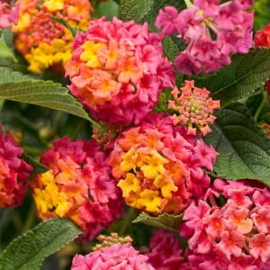Lantana Camara Luscious® 'Berry Blend™'