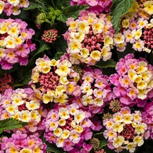 Lantana Camara Luscious® 'Pinkberry Blend'