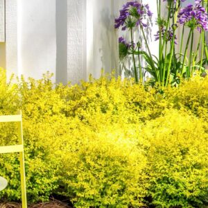Ligustrum Sinense 'Sunshine' Chinese Privet