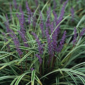 Liriope Muscari 'Variegata' Variegated Liriope