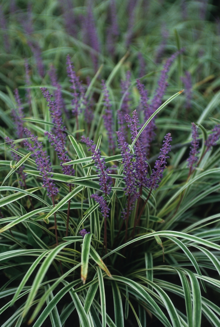 Liriope Muscari 'Variegata' Variegated Liriope
