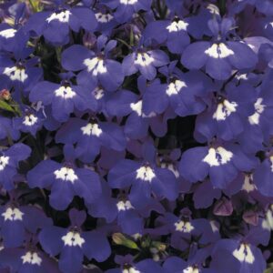Lobelia Erinus Riviera 'Blue Eyes'