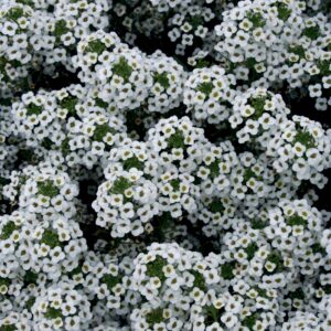 Lobularia 'Snow Princess®' Alyssum