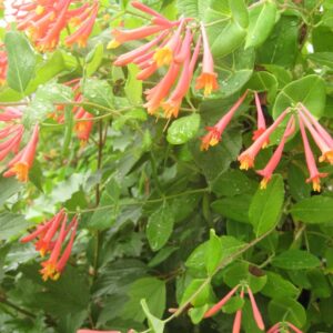 Lonicera Honeysuckles 'LEO'