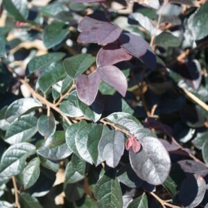 Loropetalum Chinense 'Dark Fire' Chinese Fringe-flower