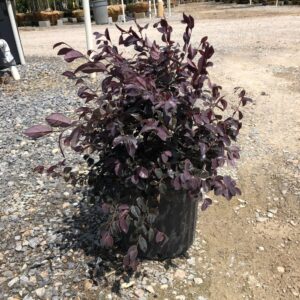 Loropetalum Chinense 'Ruby' Chinese Fringe Flower