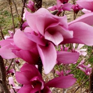 Magnolia Galaxy