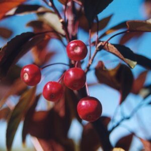 Malus 'Amertrizam' American Triumph™ Crabapple