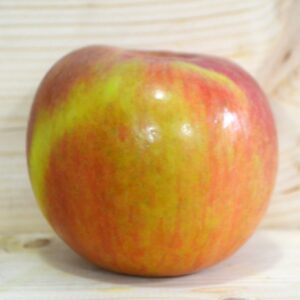 Malus Domestica 'Fuji' Apple