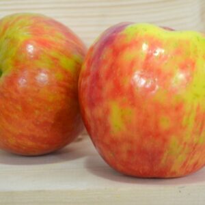 Malus Domestica 'Honeycrisp' Apple