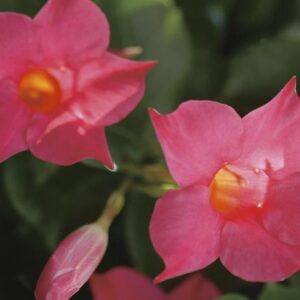 Mandevilla Sun Parasol® Original Pink