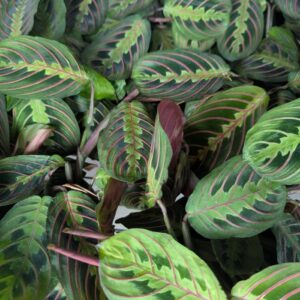 Maranta Leuconeura 'Kerchoviana' Red 'Prayer Plant'