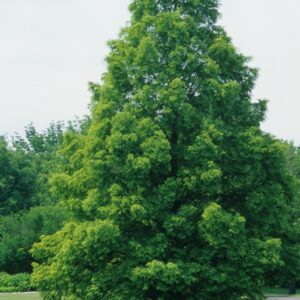 Metasequoia Glyptostroboides Dawn Redwood