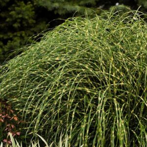 Miscanthus Sinensis 'Little Zebra' Maiden Grass